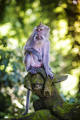 포토 JPG 해외이미지 나무 동물 1 여자 아시아 야생동물 음식 여행 잎 포유류 자연 털 동물원 이끼 앉기 사람없음 야외 초록색 반려동물 조각상 바위 원숭이 사찰 영혼 숲 열대우림 발리 인도네시아 지역 유인원 보호구역 해외202004 해외포토 식물 나라 컬러 섬 종교건축 모션 사람 조형물 돌_바위 생태계 구역 파일형식 이미지허브