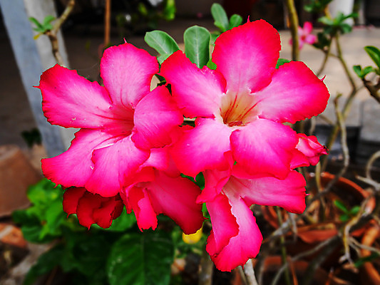 포토 JPG 해외이미지 나무 식물 꽃잎 꽃 분홍색 꽃다발 잎 꽃무늬 자연 사람없음 장식 장미 탑 화목 사막 성장 벚꽃 나뭇가지 신선 사찰 진달래 향수 아로마 향 거짓 엘리먼트 해외202004 해외포토 건축물 컬러 컨셉 무늬 종교건축 화장품 생태계 파일형식 이미지허브