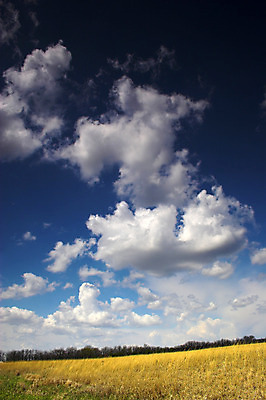 포토 JPG 해외이미지 식물 구름 줄기 백그라운드 밭 농업 자연 하늘 씨앗 풍경 잔디 사람없음 야외 초록색 파란색 농작물 농장 노란색 우주 자유 수확 가을 시골 신선 황금 낟알 땅 밀 밀짚 내추럴 밭일 평야 수평선 해외202004 해외포토 자연요소 계절 산업 컬러 컨셉 곡류 짚 생태계 파일형식 이미지허브