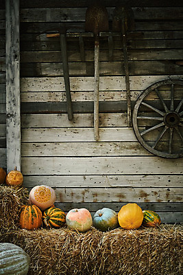 포토 JPG 해외이미지 계절 음식 채소 자연 호박 사람없음 농작물 장비 할로윈 수확 가을 바퀴 볏짚 삽 창고 유기농 복고 박 스쿼시 헛간 건강식 외양간 숙성 식용 실행 옛날 채식주의자 해외202004 비건음식 해외포토 웰빙 스포츠 농업 구기 짚 생태계 채식 저장고 파일형식 비건 이미지허브