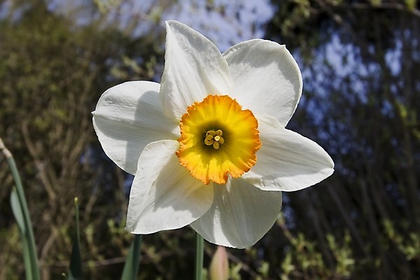 포토 JPG 해외이미지 식물 꽃 잎 자연 사람없음 노란색 정원 흰색 해외202004 해외포토 컬러 생태계 파일형식 이미지허브