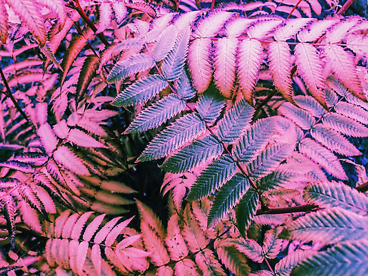 포토 JPG 해외이미지 나무 식물 계절 공원 열매 백그라운드 잎 오렌지 자연 하늘 날씨 추상 사람없음 야외 빨간색 초록색 여름 컬러풀 갈색 노란색 환경 정원 검은색 가을 나뭇가지 닫기 숲 9월 다발 질감 내추럴 생태학 해외202004 해외포토 공공시설 교육 컬러 무늬 과일 모션 날짜 생태계 파일형식 이미지허브