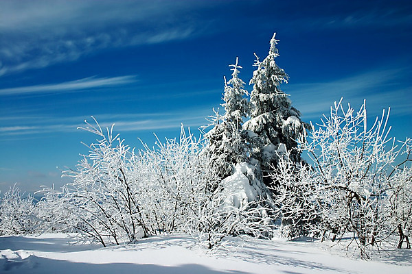 포토 JPG 해외이미지 나무 구름 계절 겨울 자연 하늘 풍경 사람없음 야외 파란색 얼음 추위 흰색 황무지 숲 관목 서리 전나무 눈내림 가문비나무 해외202004 해외포토 자연요소 식물 컬러 눈_날씨 생태계 파일형식 이미지허브