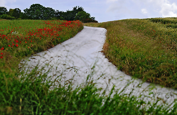 포토 JPG 해외이미지 꽃 도로 길 밭 자연 풍경 사람없음 가로 시골 양귀비 해외202004 해외포토 식물 농업 교통시설 생태계 파일형식 이미지허브