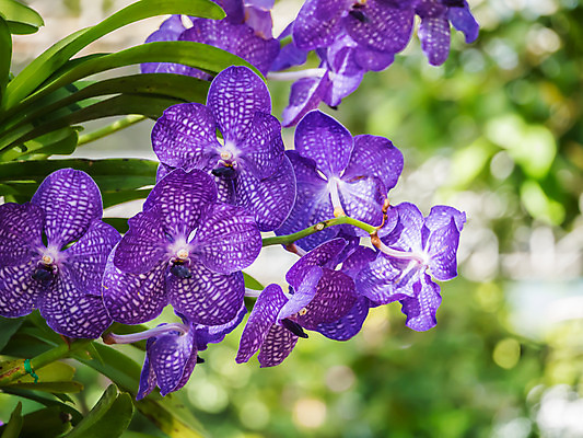 포토 JPG 해외이미지 꽃 선 분홍색 꽃무늬 휴식 수채화 사람없음 보라색 침묵 활발 난초 백합 자주색 제비꽃 명상 그림 아로마 호접란 향 블러 이국적 해외202004 해외포토 식물 컬러 컨셉 무늬 소리 파일형식 이미지허브