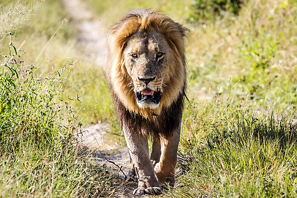 포토 JPG 해외이미지 동물 남자 야생동물 여행 포유류 아프리카 자연 생물 털 동물원 사람없음 환경 고양이 힘 분노 황무지 위험 사자 큼 왕 모피 사파리 리더 육식동물 사냥꾼 멸종 사자자리 표범 내추럴 사바나 웅장함 해외202004 해외포토 직업 감정 나라 컨셉 사람 반려동물 별자리 크기 생태계 파일형식 이미지허브
