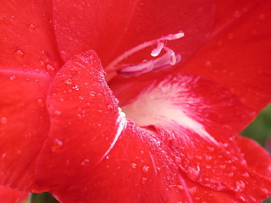 포토 JPG 해외이미지 식물 계절 꽃잎 꽃 백그라운드 잎 꽃무늬 자연 사람없음 빨간색 초록색 여름 노란색 정원 봄 벚꽃 신선 개화 닫기 백합 데이지 꽃가루 해외202004 해외포토 컬러 무늬 모션 가루 생태계 파일형식 이미지허브