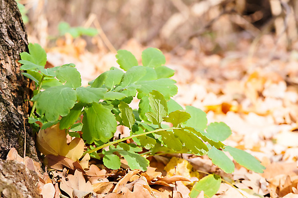 포토 JPG 해외이미지 나무 식물 디자인 배너 계절 꽃 백그라운드 단풍 잎 오렌지 자연 벽지 휴가 바닥 건조 사람없음 야외 빨간색 초록색 빛 농작물 갈색 노란색 가을 개화 황금 클로버 떨어짐 폐기물 숲 이슬 빗방울 관목 묘사 질감 10월 내추럴 강렬 옛날 해외202004 해외포토 컬러 컨셉 농업 과일 비_날씨 날짜 쓰레기 생태계 파일형식 이미지허브