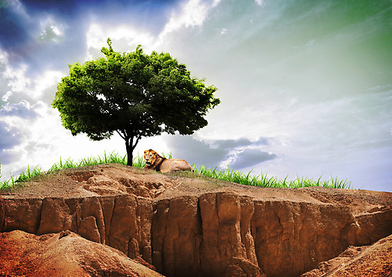 PSD 나무 구름 편집 편집이미지 야생동물 하늘 사람없음 자연보호 환경 그린캠페인 바위 사자 야생동물보호 이미지편집 자연요소 식물 동물 캠페인 포유류 자연 돌_바위 보호 파일형식