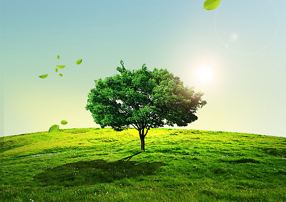 PSD 나무 편집 편집이미지 하늘 나뭇잎 그림자 잔디 사람없음 햇빛 자연보호 환경 그린캠페인 이미지편집 식물 캠페인 잎 자연 태양 보호 파일형식