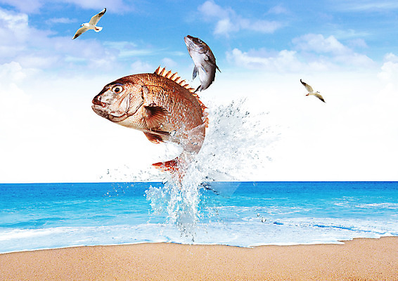 PSD 구름 편집 편집이미지 바다 식재료 갈매기 하늘 어류 해변 사람없음 해산물 튀는물 이미지편집 자연요소 조류 수중동물 액체표현 스플래쉬 파일형식