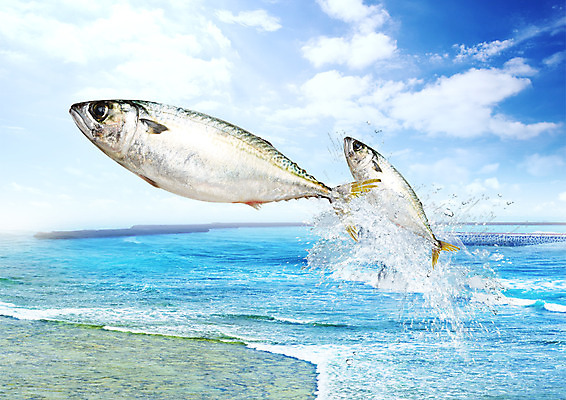 PSD 구름 편집 편집이미지 바다 식재료 하늘 어류 사람없음 해산물 튀는물 고등어 이미지편집 자연요소 수중동물 액체표현 스플래쉬 파일형식