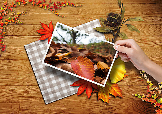 PSD 편집 편집이미지 손 단풍 낙엽 프레임 한명 신체부위 가을 담쟁이덩굴 밤 은행잎 이미지편집 1 계절 잎 사람 견과류 덩굴 파일형식