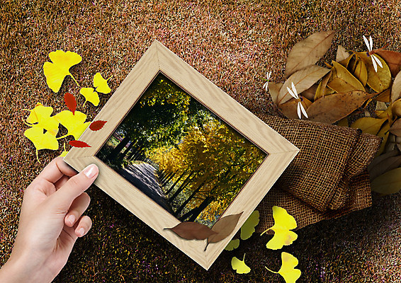 PSD 나무 편집 편집이미지 손 액자 낙엽 프레임 한명 잔디 신체부위 가을 가로수 은행잎 자루 고추잠자리 이미지편집 식물 1 계절 잎 사람 잠자리 파일형식