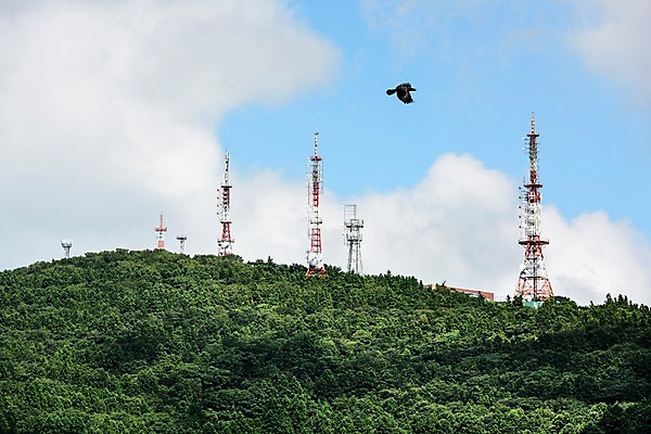 포토 JPG 주간 나무 구름 조류 하늘 풍경 사람없음 야외 제주도 숲 철탑 국내포토 자연요소 식물 동물 한국 탑 파일형식