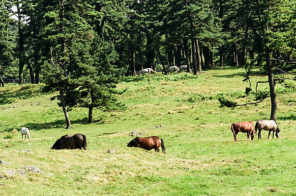 포토 JPG 주간 나무 풍경 초원 사람없음 야외 제주도 목장 말_동물 풀 국내포토 자연요소 식물 포유류 한국 파일형식