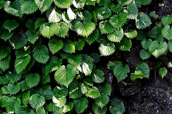 포토 JPG 주간 배경화면 백그라운드 나뭇잎 풍경 사람없음 야외 제주도 돌_바위 국내포토 자연요소 잎 한국 파일형식