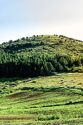 포토 JPG 주간 나무 자연 풍경 사람없음 야외 제주도 오름 백약이오름 국내포토 자연요소 식물 한국 생태계 파일형식