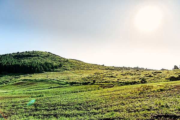 포토 JPG 주간 나무 자연 풍경 사람없음 야외 제주도 오름 백약이오름 국내포토 자연요소 식물 한국 생태계 파일형식