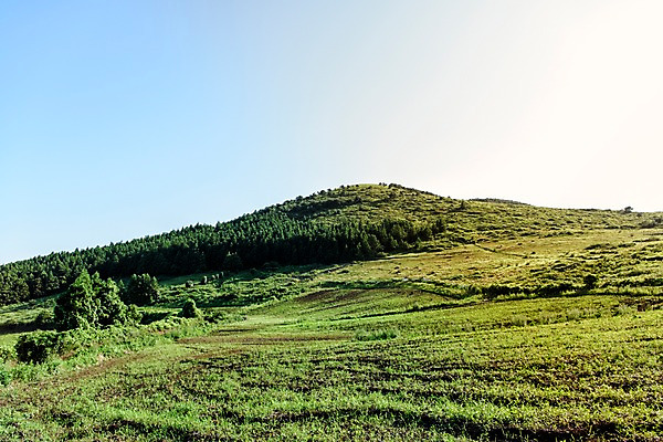 포토 JPG 주간 나무 자연 풍경 사람없음 야외 제주도 오름 백약이오름 국내포토 자연요소 식물 한국 생태계 파일형식