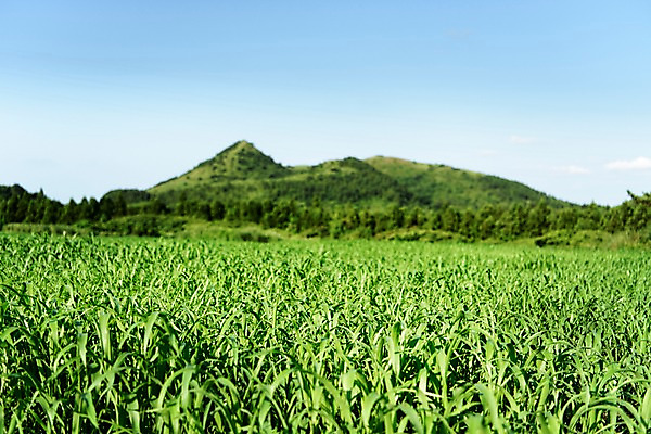 포토 JPG 주간 밭 자연 하늘 풍경 사람없음 야외 아웃포커스 제주도 오름 거미오름 국내포토 자연요소 농업 한국 촬영기법 생태계 파일형식