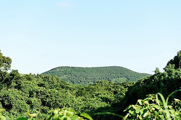 포토 JPG 주간 나무 자연 풍경 사람없음 야외 제주도 오름 좌보미오름 국내포토 자연요소 식물 한국 생태계 파일형식