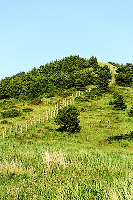 포토 JPG 주간 나무 자연 풍경 사람없음 야외 제주도 오름 거미오름 국내포토 자연요소 식물 한국 생태계 파일형식