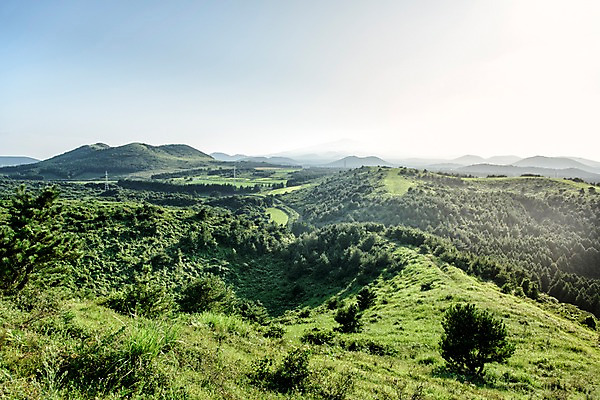 포토 JPG 주간 나무 자연 풍경 사람없음 야외 제주도 오름 거미오름 국내포토 자연요소 식물 한국 생태계 파일형식