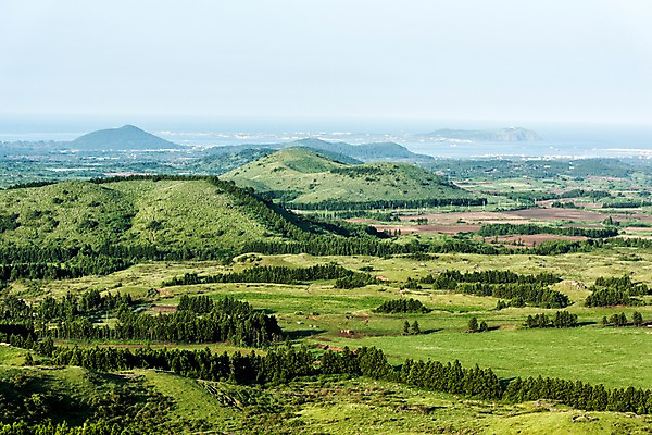 포토 JPG 주간 나무 자연 풍경 사람없음 야외 제주도 숲 오름 우도 국내포토 자연요소 식물 섬 한국 생태계 파일형식