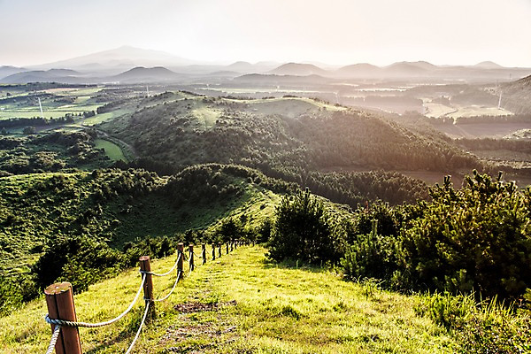 포토 JPG 주간 나무 자연 풍경 사람없음 야외 제주도 오름 거미오름 국내포토 자연요소 식물 한국 생태계 파일형식
