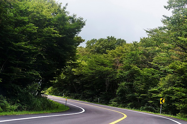 포토 JPG 주간 나무 도로 풍경 사람없음 야외 제주도 한라산 국내포토 자연요소 식물 길 교통시설 산 한국 파일형식
