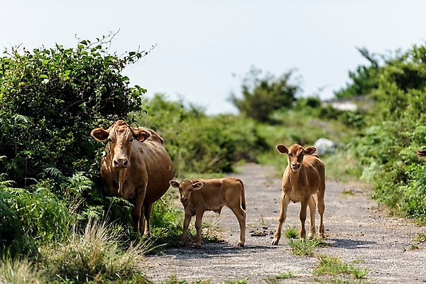 포토 JPG 주간 나무 길 세마리 풍경 초원 사람없음 야외 제주도 황소 송아지 국내포토 자연요소 식물 새끼 한국 3 소 파일형식