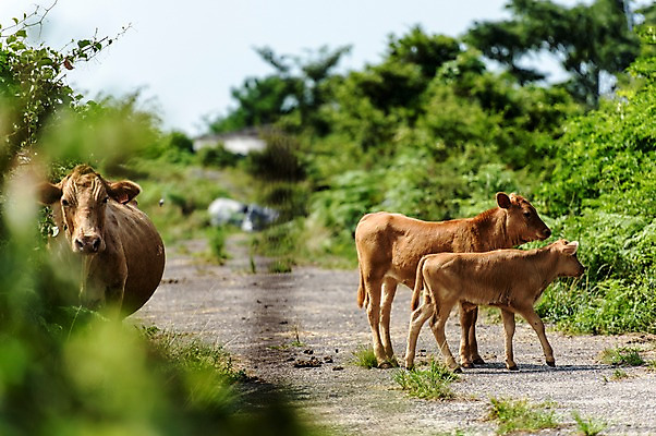 포토 JPG 주간 나무 길 세마리 풍경 초원 사람없음 야외 제주도 황소 송아지 국내포토 자연요소 식물 새끼 한국 3 소 파일형식