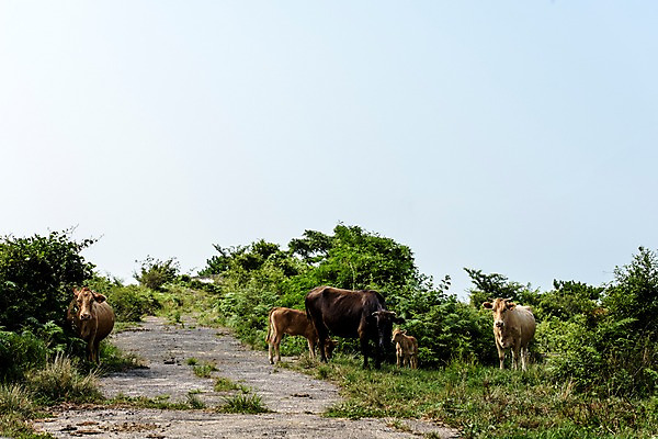 포토 JPG 주간 나무 길 여러마리 풍경 초원 사람없음 야외 제주도 황소 송아지 국내포토 자연요소 식물 새끼 다수 한국 소 파일형식