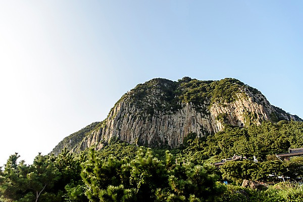 포토 JPG 주간 나무 산 풍경 사람없음 야외 제주도 산방산 국내포토 자연요소 식물 한국 파일형식