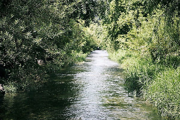 포토 JPG 주간 여유 휴식 서울 풍경 사람없음 야외 물 도시풍경 산책 풀잎 도심 청계천 국내포토 자연요소 감정 컨셉 잎 한국 강 도시 풀_식물 랜드마크 파일형식