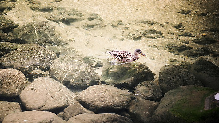 포토 JPG 주간 여유 휴식 오리 서울 풍경 사람없음 야외 물 도시풍경 산책 돌_바위 도심 청계천 국내포토 자연요소 감정 컨셉 조류 한국 강 도시 랜드마크 파일형식
