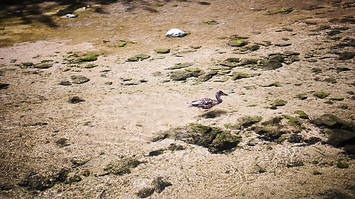 포토 JPG 주간 여유 휴식 오리 서울 풍경 사람없음 야외 물 도시풍경 산책 돌_바위 도심 청계천 21개교 국내포토 자연요소 감정 컨셉 조류 한국 강 다리_건축물 도시 랜드마크 파일형식