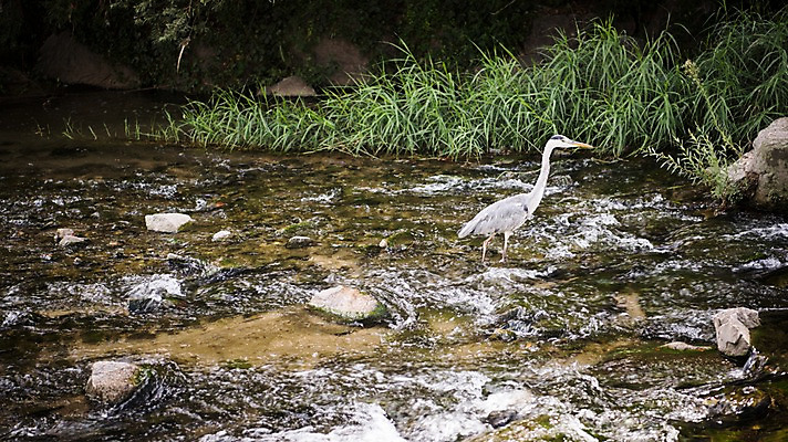 포토 JPG 주간 여유 휴식 서울 풍경 사람없음 야외 물 도시풍경 산책 학 돌_바위 풀잎 도심 청계천 국내포토 자연요소 감정 컨셉 잎 조류 한국 강 도시 풀_식물 랜드마크 파일형식