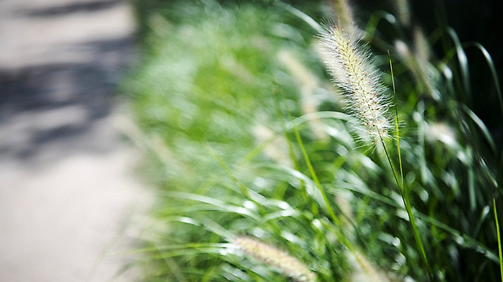 포토 JPG 주간 여유 휴식 서울 풍경 사람없음 야외 아웃포커스 산책 풀잎 도심 청계천 국내포토 자연요소 감정 컨셉 잎 한국 촬영기법 강 도시 풀_식물 랜드마크 파일형식