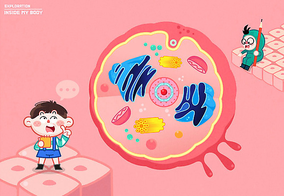 여자 남자 어린이 신체 일러스트 인체모형 세포 두명 연필 단면도 단백질 국내일러스트 AI파일 단면 학용품 사람 필기구 모형 영양소 파일형식 벡터