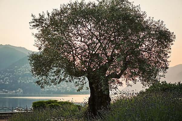 포토 JPG 주간 나무 해외풍경 호수 자연 풍경 사람없음 야외 스위스 국내포토 자연요소 식물 해외 유럽 생태계 파일형식