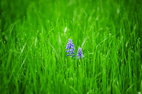 포토 JPG 주간 식물 꽃 사람없음 야외 아웃포커스 초록색 풀잎 히아신스 국내포토 자연요소 컬러 잎 촬영기법 풀_식물 파일형식