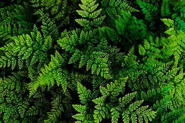 포토 JPG 주간 나무 식물 꽃 백그라운드 나뭇잎 사람없음 야외 초록색 국내포토 자연요소 컬러 잎 파일형식