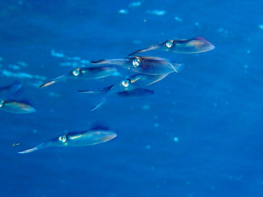 포토 JPG 바다 여러마리 자연 사람없음 바닷속 수중동물 오징어 수중사진 국내포토 동물 다수 연체동물 수중 생태계 파일형식