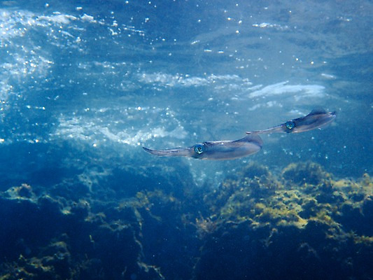 포토 JPG 바다 두마리 자연 사람없음 바닷속 수중동물 오징어 수중사진 국내포토 동물 2 연체동물 수중 생태계 파일형식