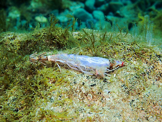 포토 JPG 바다 자연 근접촬영 사람없음 바닷속 수중 바위 낚시찌 수중사진 국내포토 뷰포인트 돌_바위 낚시용품 생태계 파일형식