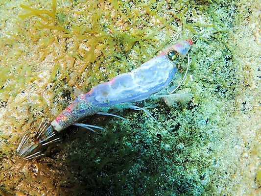 포토 JPG 바다 자연 근접촬영 사람없음 바닷속 수중 바위 낚시찌 수중사진 국내포토 뷰포인트 돌_바위 낚시용품 생태계 파일형식