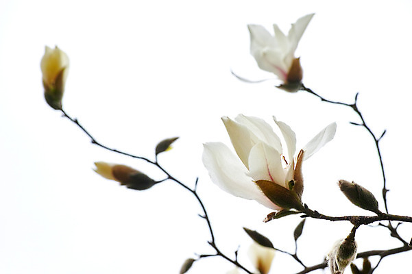 포토 JPG 주간 꽃 여러송이 사람없음 야외 봄 흰색 나뭇가지 목련 국내포토 자연요소 나무 식물 계절 컬러 다수 파일형식