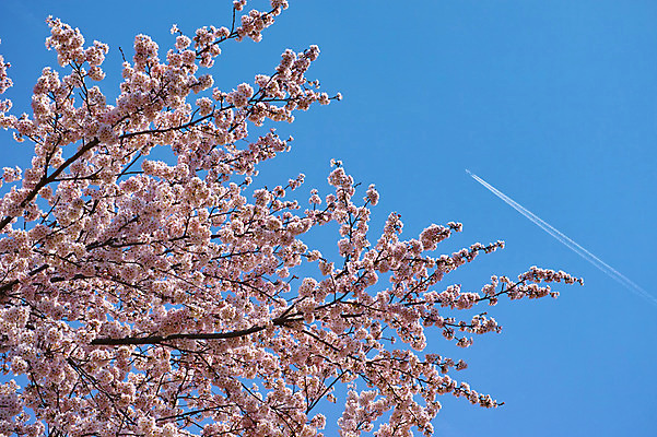 포토 JPG 주간 식물 꽃 하늘 비행기 사람없음 야외 봄 벚꽃 나뭇가지 비행운 국내포토 자연요소 나무 계절 항공교통 대중교통 파일형식 구름_자연